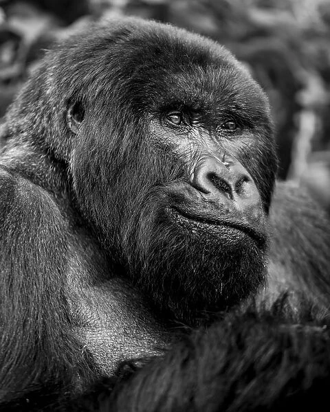 Black and white close-up portrait of a gorilla, Rwanda