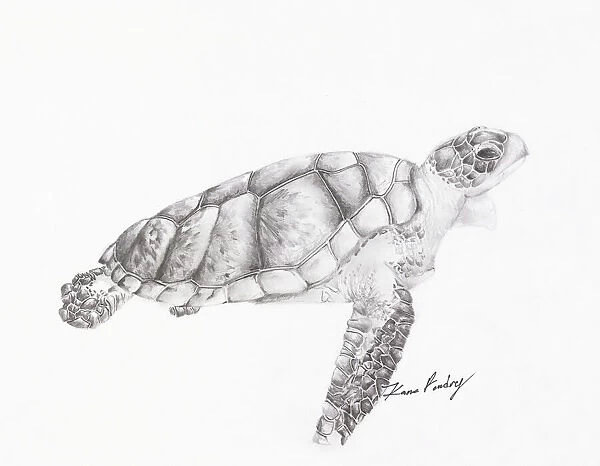 Black and white drawing of a turtle