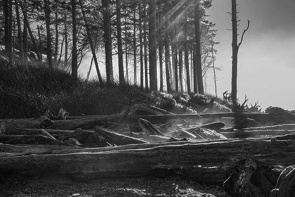 Black and white image of the sun shining through morning fog and heating the morning dew, Olympic National Park on the Washington Coast; Kalaloch, Washington, United States of America