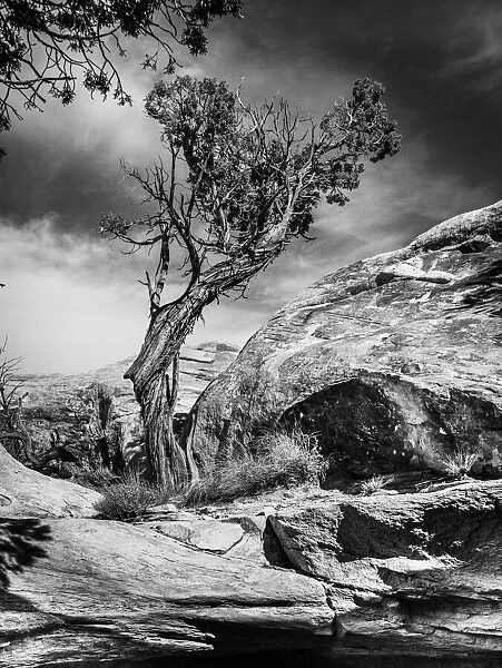 Black and white image of a twisted and gnarled Juniper tree in Canyonlands National Park; Moab, Utah, United States of America