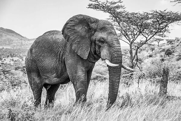 Black and white shot of African bush elephant walking on the savanna in Tanzania