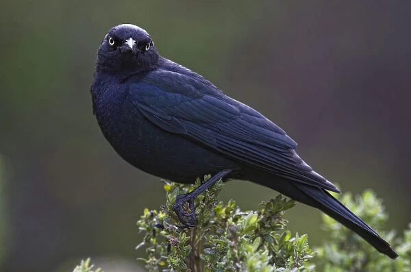 Blackbird, Starling
