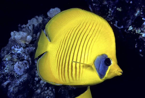 Blue Cheeked Butterflyfish (Chaetodon Semilarvatus) as also known as Masked or Golden Butterflyfish in Red Sea
