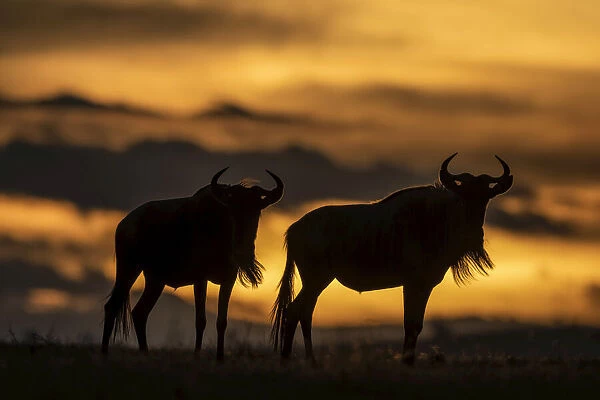 Two blue wildebeest stand silhouetted at sunset, Serengeti, Tanzania