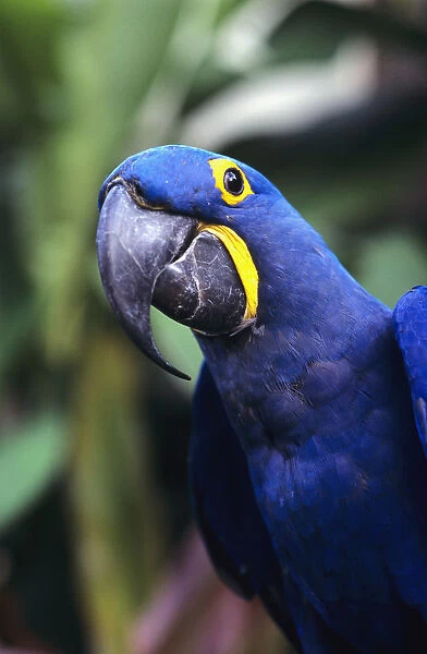 Blue and yellow Hyacinth Macaw bird