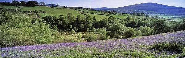 Bluebells In A Field, Sally Gap, County Wicklow, Republic Of Ireland