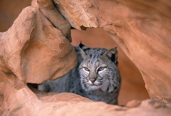 Bobcat In Sandstone Formation