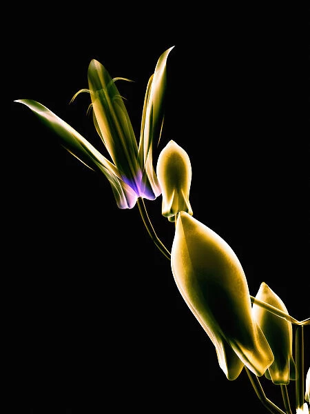 Botanical Study 1, Sheer Representation Of Flower On Black Background (Photographic Composition)
