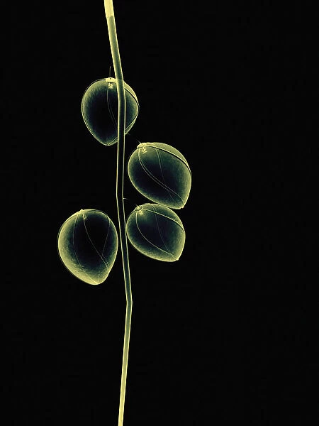 Botanical Study 2, Sheer Representation Of Flowers And Stem On Black Background (Photographic Composition)