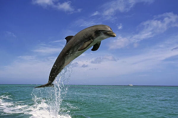 Bottle Nose Dolphin Jumping Roatan Honduras Summer