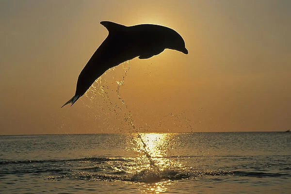 Bottle Nose Dolphin Jumping @ Sunset Roatan Honduras Summer Backlit Silhouette