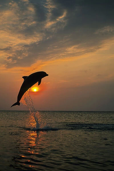 Bottle Nose Dolphin Jumping @ Sunset Roatan Honduras Summer Backlit Silhouette