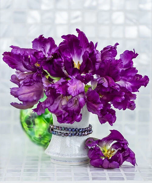 Bouquet of purple parrot tulips in a white vase on a counter top in Surrey, B. C. Canada