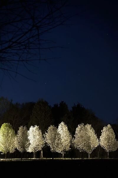 Bradford Pear Trees, Tennessee, Usa