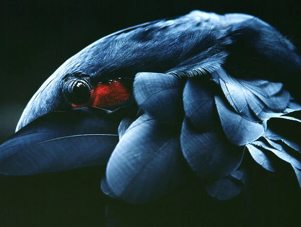 A Brazilian Macaw Hiding Its Beak Under Its Wing
