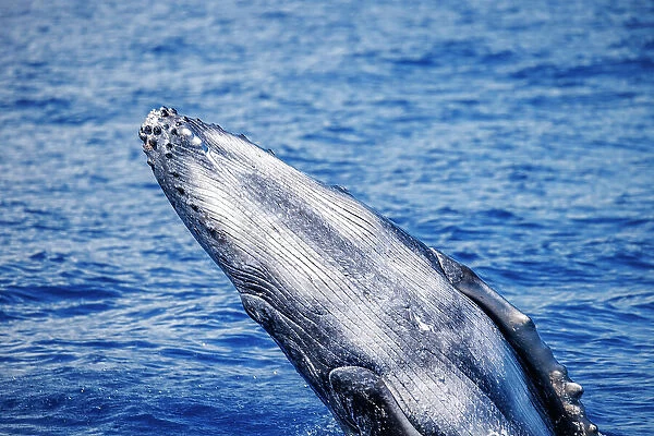 NA. Breaching humpback whale calf, Megaptera novaeangliae, Hawaii