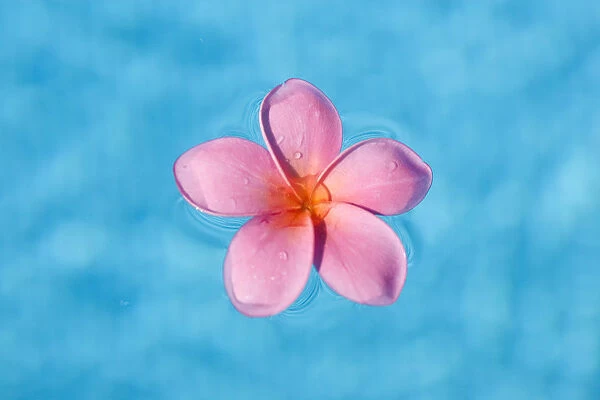 Bright Pink Plumeria Floating In Turquoise Water