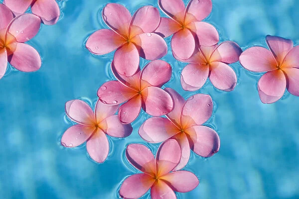 Bright Pink Plumerias Floating In Turquoise Water