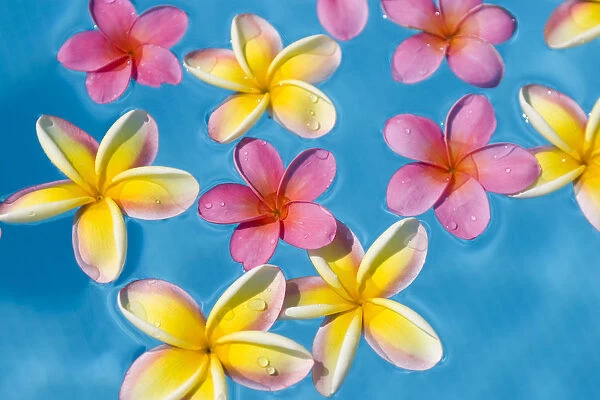 Bright Yellow And Pink Plumerias Floating In Turquoise Water