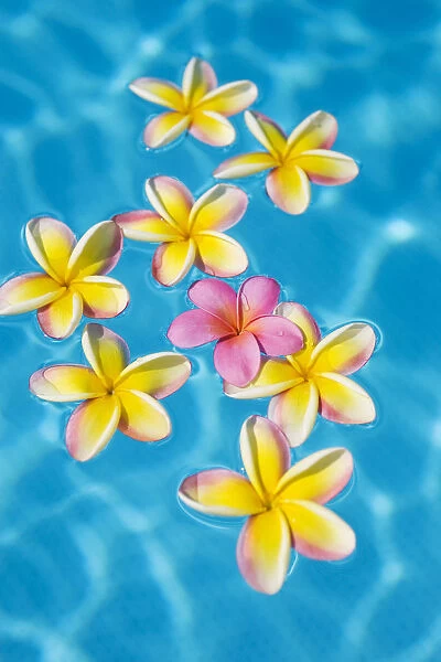 Bright Yellow Plumerias Floating Around One Pink One In Turquoise Water