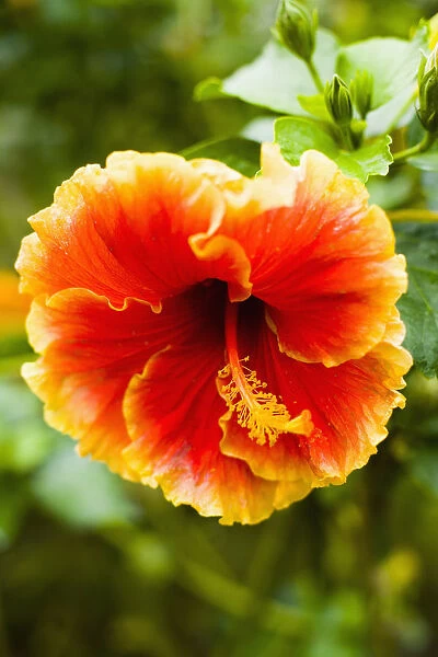 Brightly Colored Hibiscus Flowers