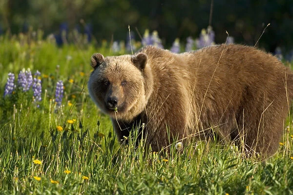 Brown Bear Foraging In Meadow Yukon Canada Spring Alsek-Tatshenshini Wilderness