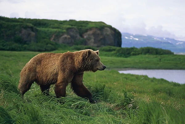 Brown Bear In Grass Mcneil River Sanctuary Sw Ak  /  Nsummer