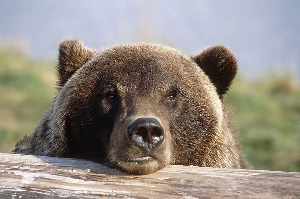 Brown Bear Resting On Log Alaska Wildlife Conservation Center Summer Sc Alaska, Captive