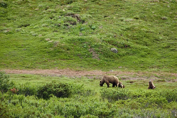 Brown Bear Sow With Two Cubs, Denali National Park, Interior Alaska, Summer