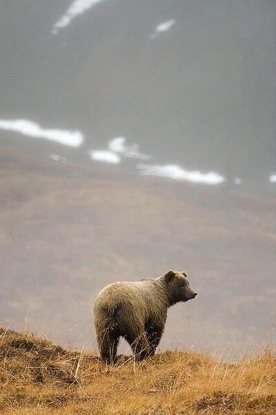 Brown Bear Standing On Ridge In Rain @ Highway Pass Denali National Park Interior Alaska Autumn