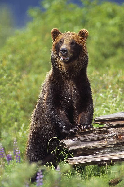 Brown Bear Standing Upright On Log Captive Alaska Wildlife Conservation Center Southcentral Alaska
