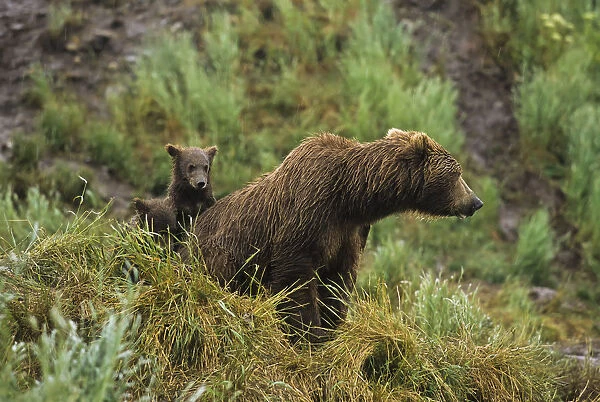Brown Bear (Ursus Arctos) Cubs Sitting By The Side Of Mother On Grassy Hillside During Rain Storm, Mcneil River State Game Sanctuary, Southwestern Alaska, Usa