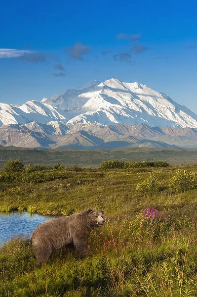 Brown Bear (Ursus Arctos) Walking In A Grass Meadow With Mount Mckinley In The Distance, Denali National Park And Preserve; Alaska, United States Of America