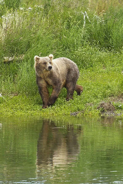 Brown Bear (Ursus Arctos) Walking On Vegetated Bank Of Brooks River While Fishing For Sockeye Salmon, Katmai National Park And Preserve, Southwest Alaska