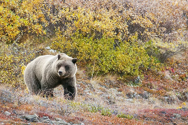 Brown Bear (Ursus Arctos) Walks Along In Denali National Park With Autumn Colours; Alaska United States Of America