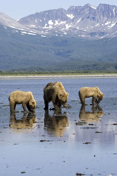 Brown Bears Digging Clams In Tidal Flats At Mouth Of Big River In Katmai National Park, Alaska