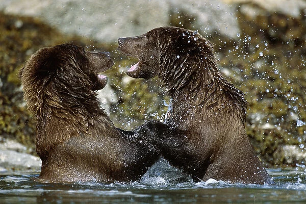 Two Brown Bears Fighting In River Geographic Harbor Ak Sw Summer
