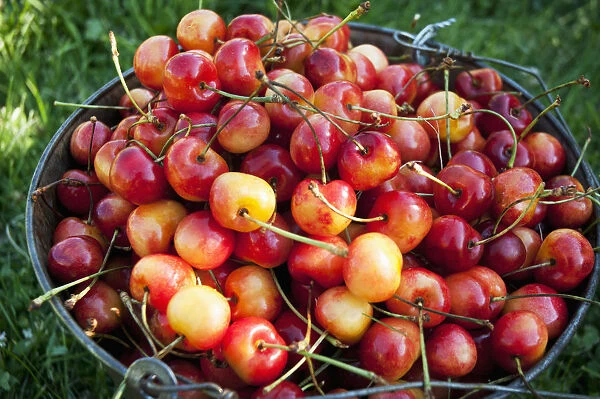 A Bucket Of Ripe Ranier Cherries Are Freshly Picked In The Okanagan; British Columbia, Canada