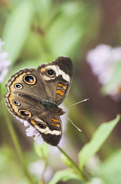 A Buckeye Butterfly (Junonia Coenia) Rests On A Flower; Vian, Oklahoma, United States Of America