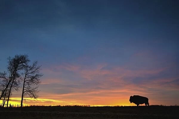 Buffalo At Sunset In Elk Island National Park; Alberta, Canada