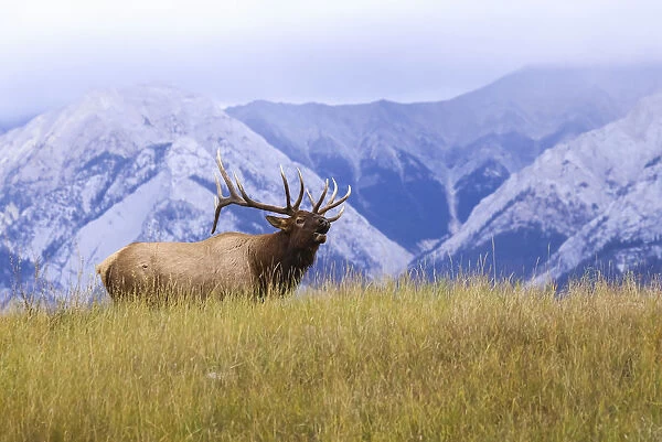 Bull Elk (Cervus Canadensis) Bugling, Jasper National Park; Alberta, Canada