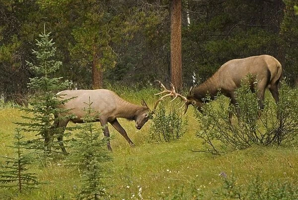 Bull Elk Fighting, Banff National Park, Banff, Alberta, Canada