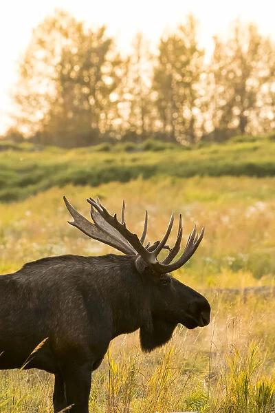 Bull Moose (Alces Alces) With Antlers, South-Central Alaska; Anchorage, Alaska, United States Of America