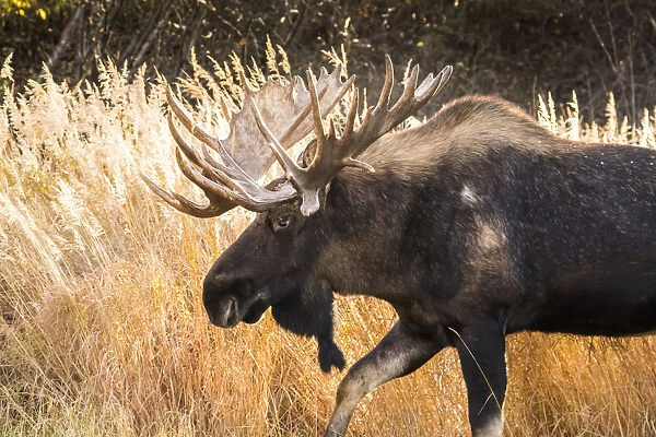 Bull Moose (Alces Alces) With Antlers, South-Central Alaska; Anchorage, Alaska, United States Of America