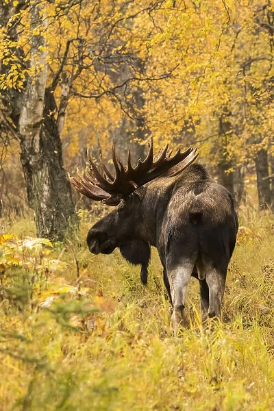 Bull Moose (Alces Alces) With Antlers Standing In Autumn Coloured Foliage, South-Central Alaska; Alaska, United States Of America