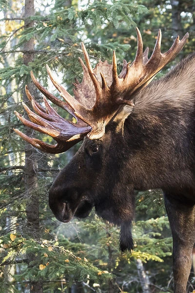 Bull Moose (Alces Alces) With Antlers Standing Beside Trees In A Forest, South-Central Alaska; Alaska, United States Of America