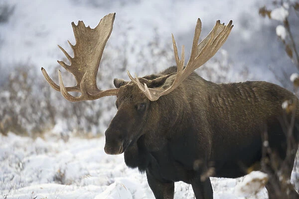 Bull moose (alces alces) in the chugach mountains; Alaska, united states of america