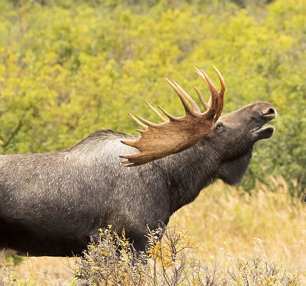Bull Moose (Alces Alces) Doing Flehman Response To Check On Cow Moose During The Rut, South-Central Alaska; United States Of America
