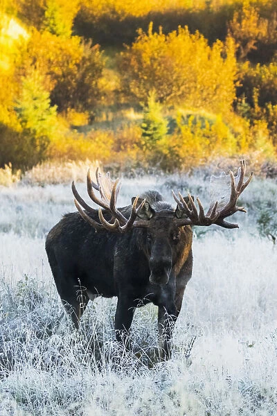 Bull Moose (Alces Alces) In A Frosty Field In Autumn At Sunrise On A Cold Morning, South-Central Alaska; Anchorage, Alaska, United States Of America