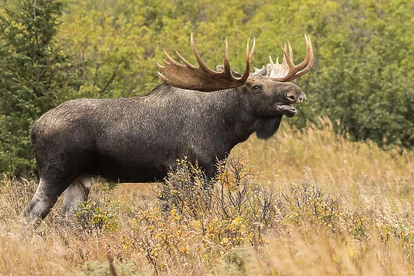 Bull Moose (Alces Alces) In The Rutting Period, Powerline Pass, South-Central Alaska; Anchorage, Alaska, United States Of America